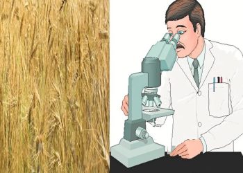 हिमाचल के 10 जिलों में बनेंगी कृषि बीजों की डीएनए टेस्ट लैब, किसानों को होंगा फायदा